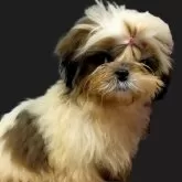 シーズー