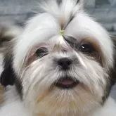 シーズー