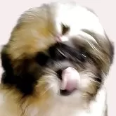 シーズー【茨城県・女の子・2025年6月18日・ホワイト&ゴールド】の写真12