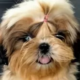 シーズー【茨城県・女の子・2025年5月8日・ホワイト&ゴールド】の写真2