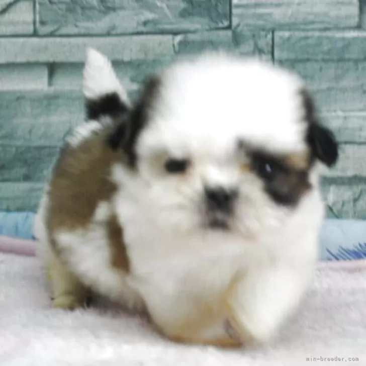 なな様専用 シーズちゃん、紀州犬ちゃんお雛様