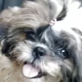 シーズー【茨城県・女の子・2025年6月18日・ホワイト&ゴールド】の写真11