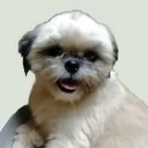 シーズー【茨城県・女の子・2024年11月17日・ゴールド&ホワイト】の写真6