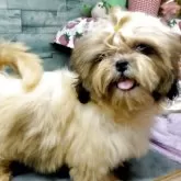 シーズー【茨城県・女の子・2025年5月8日・ホワイト&ゴールド】の写真3