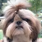 シーズー【茨城県・男の子・2025年4月5日・ホワイト&ゴールド】の写真12