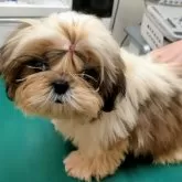 シーズー【茨城県・女の子・2025年5月8日・ホワイト&ゴールド】の写真9「マイクロチップ装着」