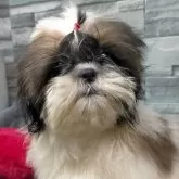 シーズー【茨城県・女の子・2025年4月5日・ホワイト&ゴールド】の写真11