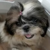 シーズー【茨城県・女の子・2025年6月18日・ホワイト&ゴールド】の写真8