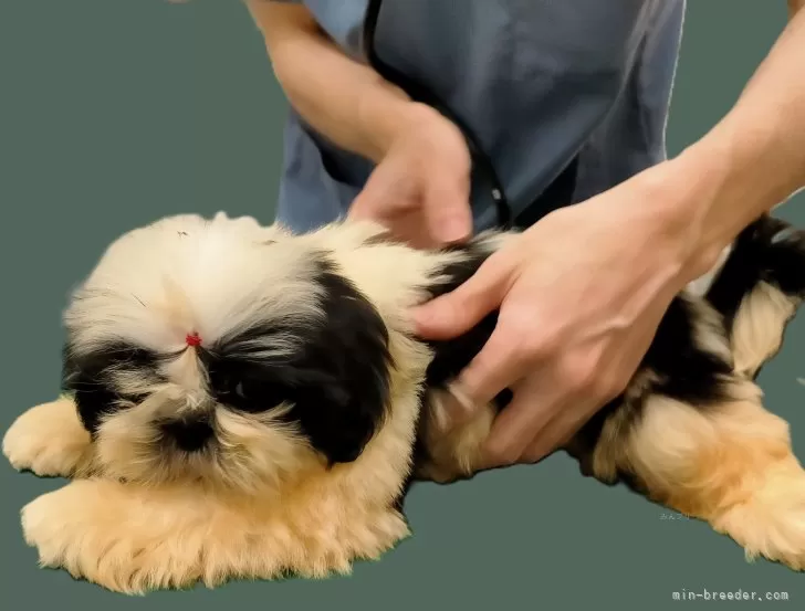 青い犬ページ 楽天市場】【部分即納】クールベスト 冷感ベスト ひんやり