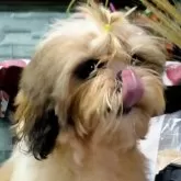 シーズー【茨城県・女の子・2025年5月8日・ホワイト&ゴールド】の写真5「素敵なご縁☆彡待ってまちゅ～」