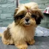 シーズー【茨城県・女の子・2025年5月8日・ホワイト&ゴールド】の写真11