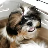 シーズー【茨城県・女の子・2025年6月18日・ホワイト&ゴールド】の写真4