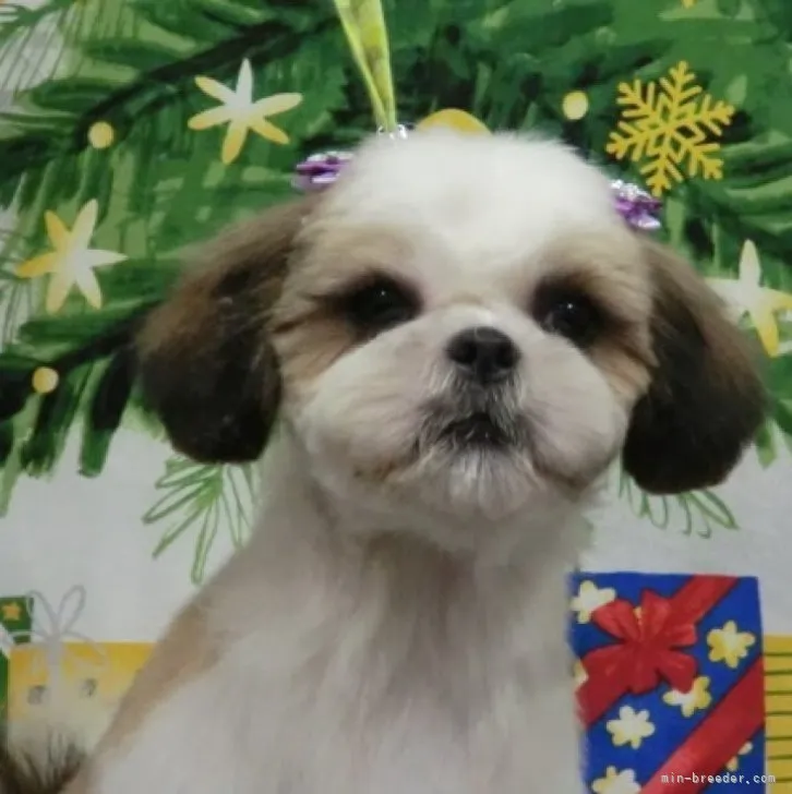 ID:2210-03513の子犬