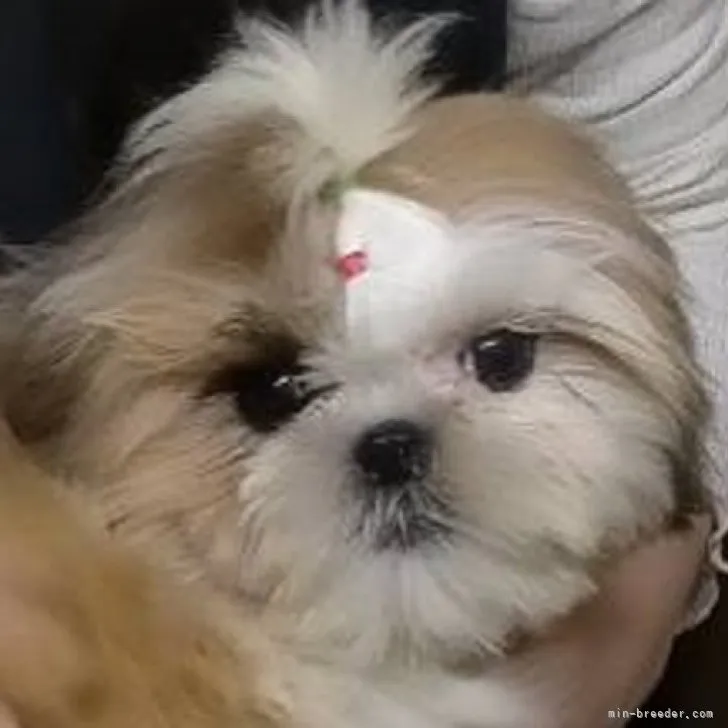 ID:2212-00967の子犬
