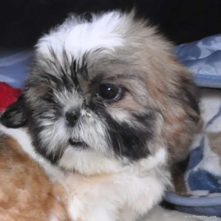 ID：2212-01541の子犬