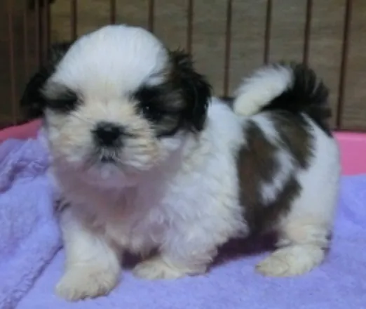 ID：1610-00021の子犬