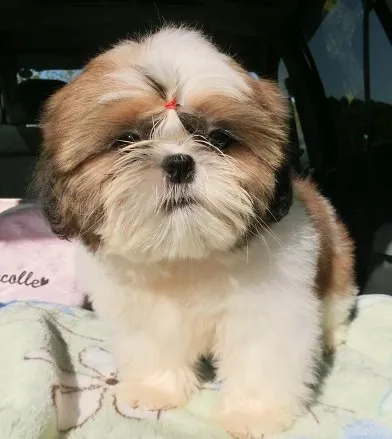 ID:1501-00452の子犬