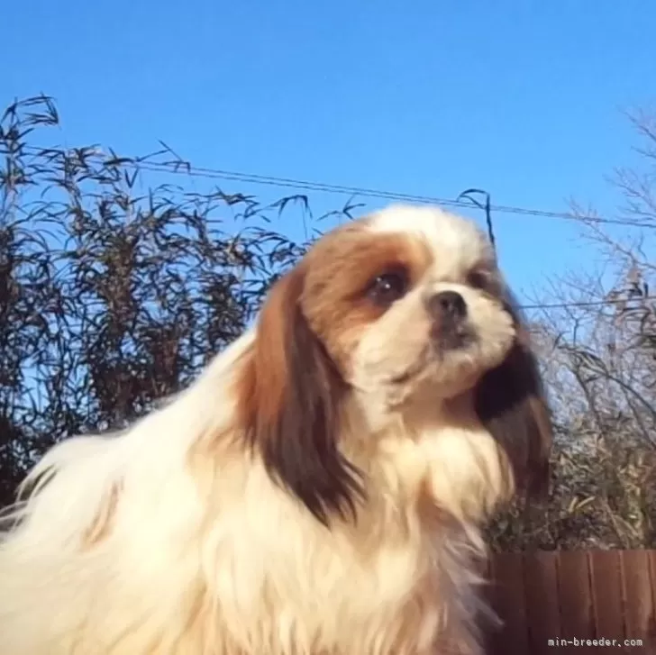 ID：2306-02461の子犬