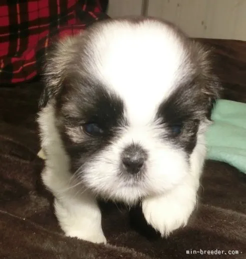 ID：1511-01058の子犬