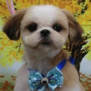 シーズー【茨城県・男の子・2022年5月31日・ホワイト&ゴールド】の写真「可愛いお顔の優しい子(*^-^*)」