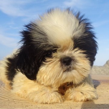 シーズー【茨城県・男の子・2024年8月14日・ブラック&ホワイト】の写真「人間大好き甘えん坊さん(^_-)-☆」