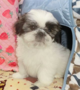 シーズー【茨城県・女の子・2022年1月15日・ホワイト&ゴールド】の写真「超’超”可愛い子(*^-^*)」