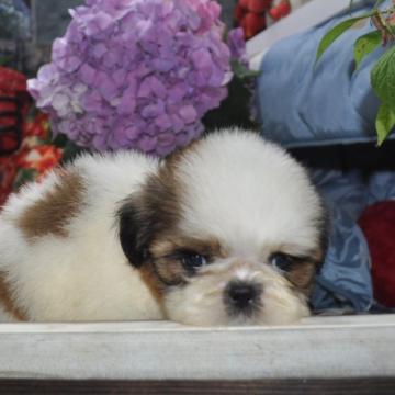 シーズー【茨城県・男の子・2022年5月8日・ホワイト&ゴールド】の写真「可愛いお顔の優しい子(*^-^*)」