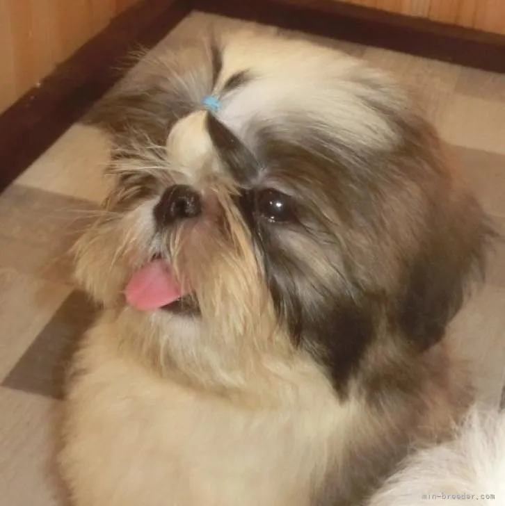 ID：2207-05393の子犬
