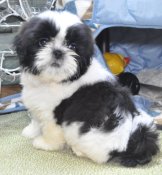 シーズー【・女の子・2022年10月6日・ブラック&ホワイト】