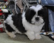 シーズー【・女の子・2022年10月6日・ブラック&ホワイト】