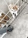 秋田犬【岡山県・男の子・2025年6月19日・赤】の写真10