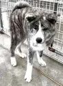 秋田犬【岡山県・男の子・2024年11月17日・虎】の写真11