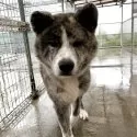 秋田犬【岡山県・男の子・2024年11月17日・虎】の写真15