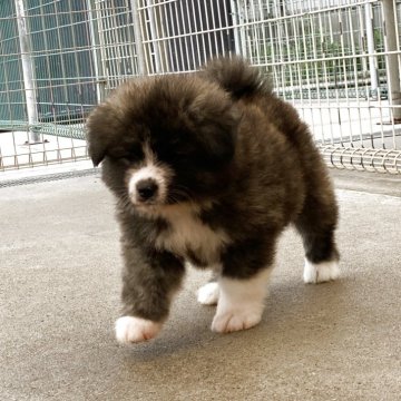 秋田犬【岡山県・男の子・2025年9月11日・虎(長毛)】の写真「無邪気なのんびり屋さんです」