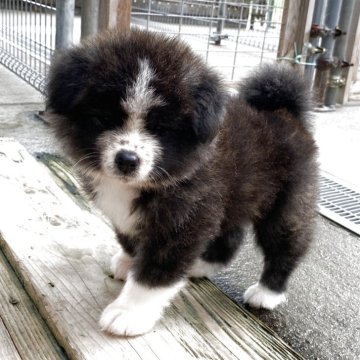 秋田犬【岡山県・女の子・2025年9月11日・虎(長毛)】の写真「無邪気なのんびり屋さんです」