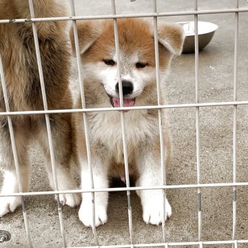 秋田犬【岡山県・男の子・2025年6月19日・赤】の写真「元気いっぱいなわんぱくボーイです。」