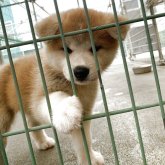 秋田犬