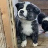 秋田犬【岡山県・女の子・2024年11月17日・虎】の写真1