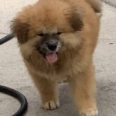 秋田犬