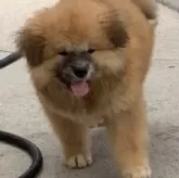 秋田犬