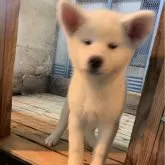 秋田犬