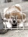 秋田犬【岡山県・女の子・2025年6月19日・赤】の写真2