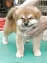 秋田犬【岡山県・女の子・2025年6月7日・赤】の写真2