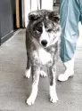 秋田犬【岡山県・男の子・2024年11月17日・虎】の写真3