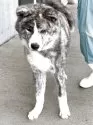 秋田犬【岡山県・男の子・2024年11月17日・虎】の写真5