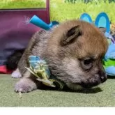 豆柴【岡山県・男の子・2025年7月11日・めちゃくちゃ可愛い豆柴君】の写真6