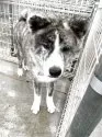 秋田犬【岡山県・男の子・2024年11月17日・虎】の写真8