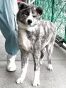 秋田犬【岡山県・男の子・2024年11月17日・虎】の写真9