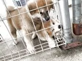 秋田犬【岡山県・男の子・2025年6月19日・赤】の写真9「下が僕だよー」