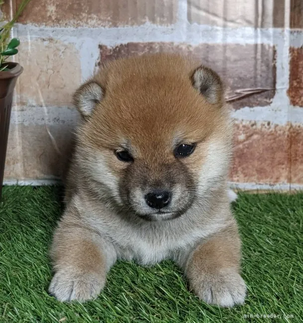 ばるんくん 様のお迎えした子犬